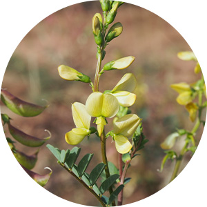 Flowers_PC010212